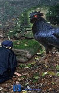 Ma Gà Tây Bắc – Đêm nào cũng có tiếng gáy… ám ảnh! – Khi bóng đêm gáy vang lời nguyền.