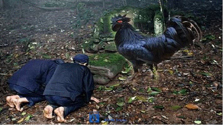 Ma Gà Tây Bắc – Đêm nào cũng có tiếng gáy… ám ảnh!