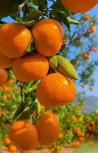 Mùa Quýt Chín: Khi pháp y gặp ‘tội phạm’ ngọt ngào!