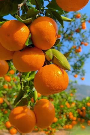 Mùa Quýt Chín: Khi pháp y gặp ‘tội phạm’ ngọt ngào!